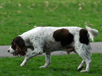 Brown English Springer Spaniel Dog Picture Image