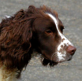 Brown Spaniel Dog Picture Image