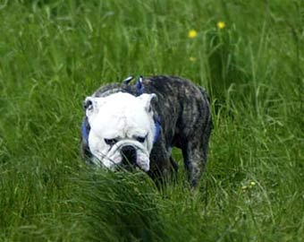 Bull Dog Picture Image