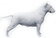 Picture of a Bull Terrier Dog