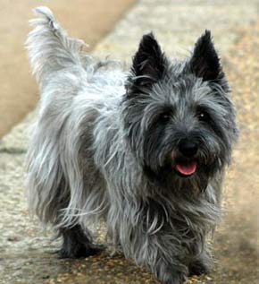 Cairn Terrier Dog Picture Image