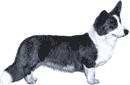Picture of a Cardigan Welsh Corgi Dog