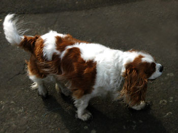 Cavalier King Charles Spaniel Dog Picture Image