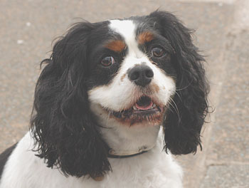 Cavalier Spaniel Dog Picture Image