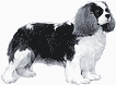 Picture of a Cavalier King Charles Spaniel Dog