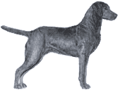 Picture of a Chesapeake Bay Retriever Dog