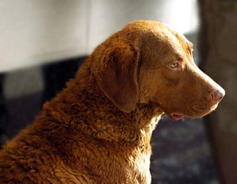 Chesapeake Bay Retriever Dog Picture Image