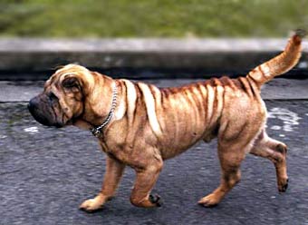 Chinese Shar Pei Dog Picture Image