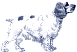 Picture of a Clumber Spaniel Dog