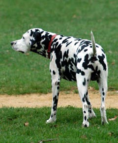 Coach Dog Picture Image