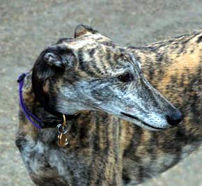 Colorful Greyhound Dog Picture Image