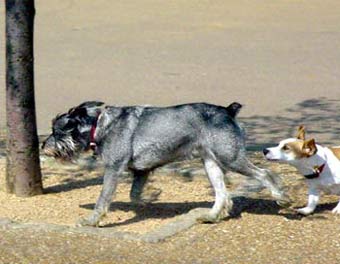 Cute Dogs Dog Picture Image