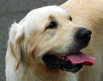 Cute Golden Retriever Dog Picture Image