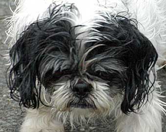Cute Little Dog Picture Image