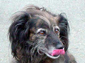 Cute Mutt Dog Picture Image