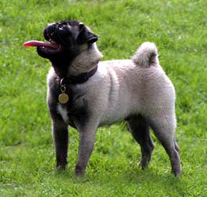 Cute Pug Dog Picture Image
