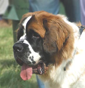 Cute St Bernard  Dog Picture Image