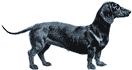 Picture of a Dachshund Dog