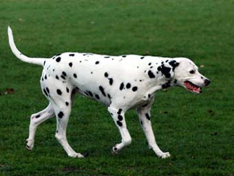 Dalmatian Dog Picture Image