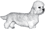Picture of a Dandie Dinmont Terrier Dog