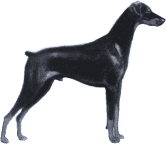 Picture of a Doberman Pinscher Dog