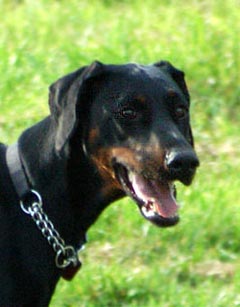 Doberman Pinscher Dog Picture Image