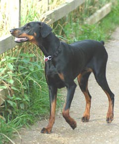 Doberman Dog Picture Image