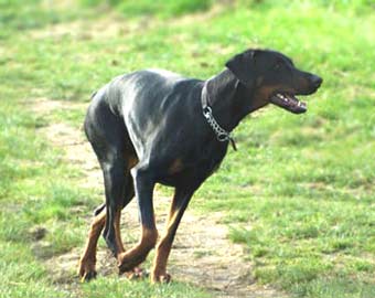 Dobermann Dog Picture Image
