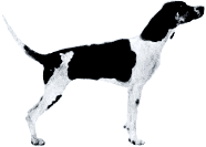 Picture of an English Foxhound Dog