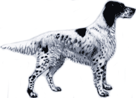 Picture of an English Setter Dog