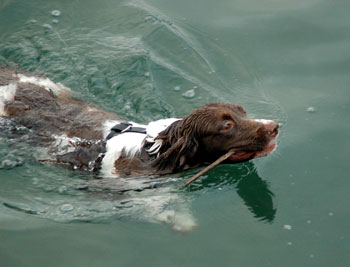 English Springer Spaniel in the Sea Dog Picture Image