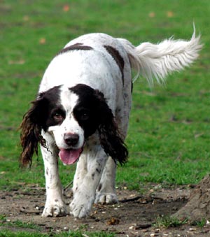 English Springer Spaniel Dog Picture Image