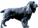 Picture of a Field Spaniel Dog