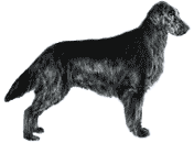 Picture of a Flat Coated Retriever Dog