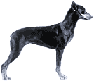 Picture of a German Pinscher Dog