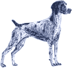 Picture of a German Shorthaired ( Short Haired ) Pointer