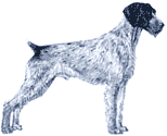 Picture of a German Wirehaired Pointer Dog