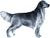 Picture of a Golden Retriever Dog