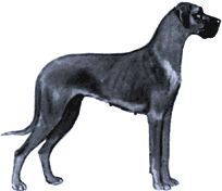 Picture of a Great Dane Dog