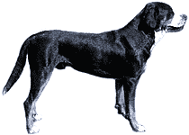 Picture of a Greater Swiss Mountain Dog