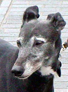 Greyhound Dog Picture Image