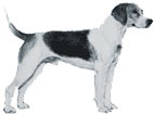 Picture of a Harrier Dog