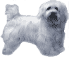 Picture of a Havanese Dog