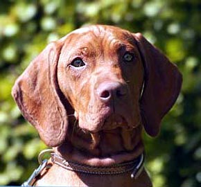 Hungarian Pointer Dog Picture Image