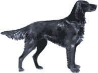 Picture of an Irish Setter Dog