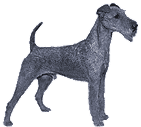 Picture of an Irish Terrier Dog