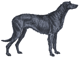 Picture of an Irish Wolfhound Dog