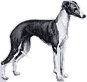 Picture of an Italian Greyhound Dog