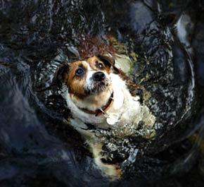Jack Russell Swimming Dog Picture Image