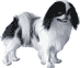 Picture of a Japanese Chin Dog